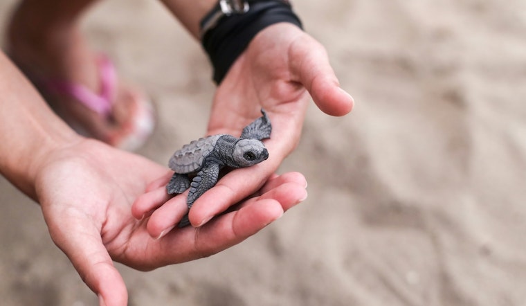 Texas Tightens Wildlife Rehab Rules With 600‑Hour Apprenticeship