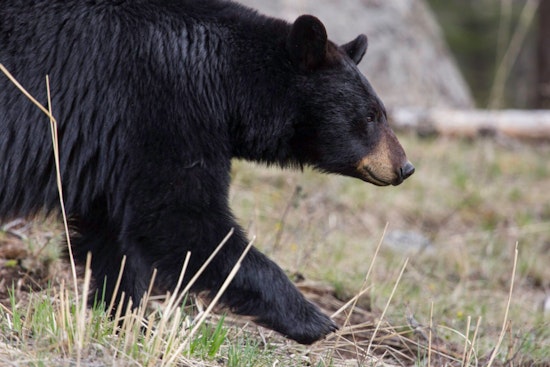 Thirsty Black Bear ‘Yogi’ Crashes Germantown Backyard For Birdbath Sip