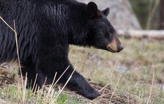 Thirsty Black Bear ‘Yogi’ Crashes Germantown Backyard For Birdbath Sip