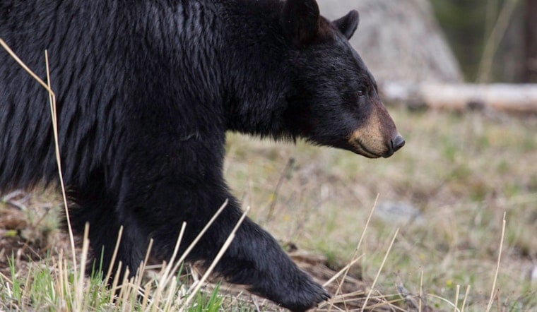 Thirsty Black Bear ‘Yogi’ Crashes Germantown Backyard For Birdbath Sip