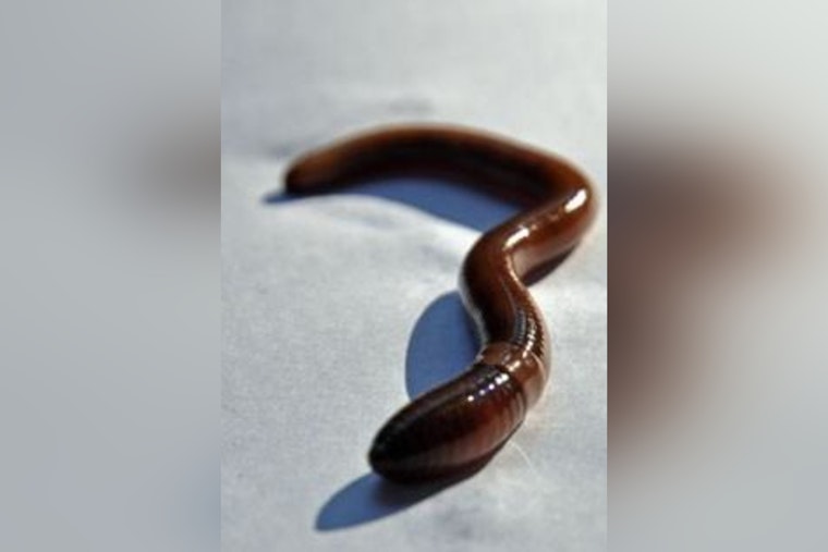 Thrashing Jumping Worms Turn Willamette Valley Garden Soil To ‘Coffee Grounds’
