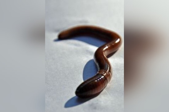 Thrashing Jumping Worms Turn Willamette Valley Garden Soil To ‘Coffee Grounds’