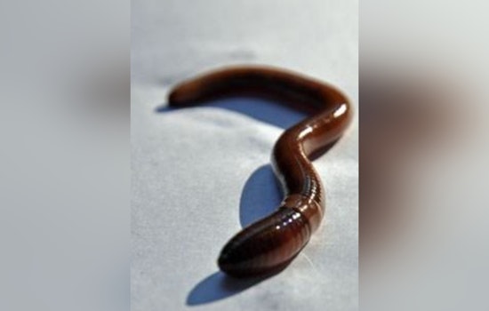 Thrashing Jumping Worms Turn Willamette Valley Garden Soil To ‘Coffee Grounds’