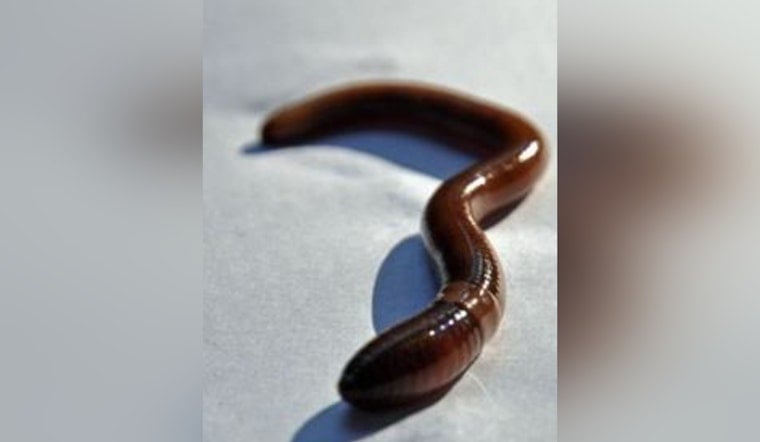 Thrashing Jumping Worms Turn Willamette Valley Garden Soil To ‘Coffee Grounds’