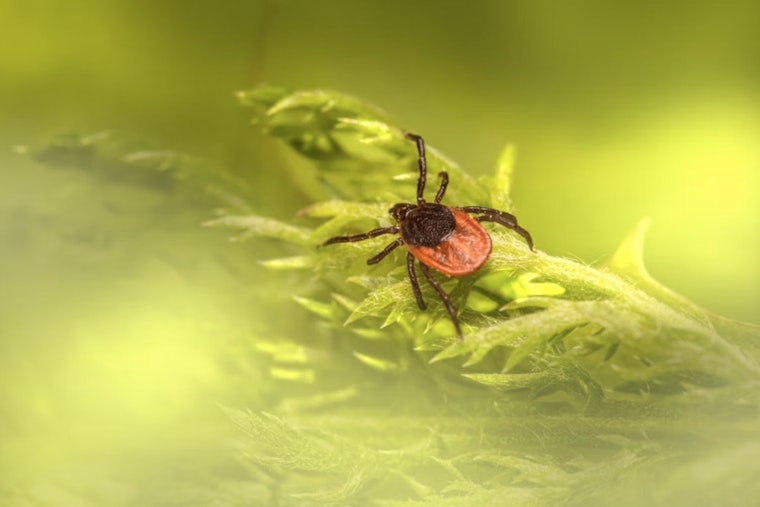 Ticked Off in Portland Powell Butte Hikers Confront Creepy Crawly Surge
