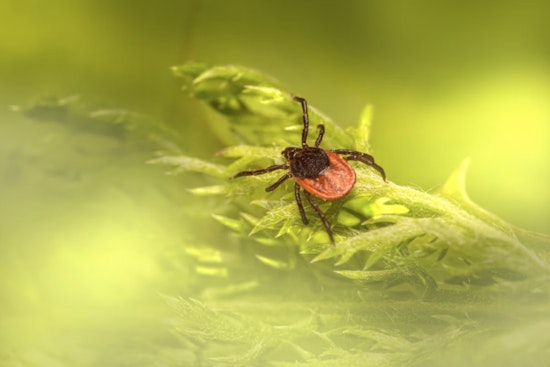 Ticked Off in Portland Powell Butte Hikers Confront Creepy Crawly Surge