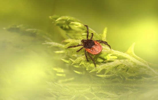 Ticked Off in Portland Powell Butte Hikers Confront Creepy Crawly Surge