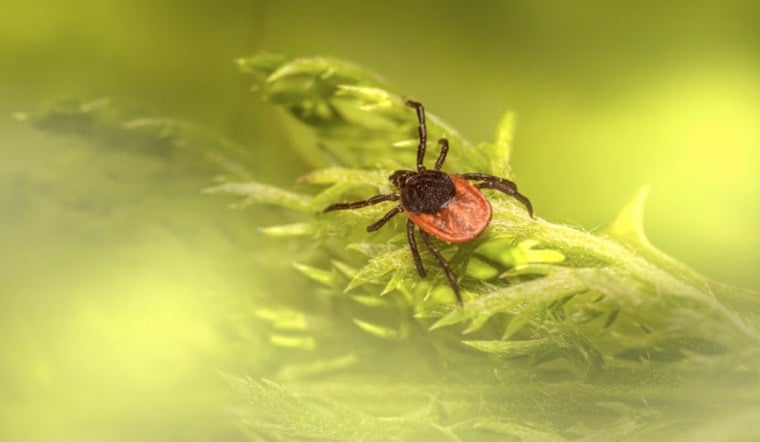 Ticked Off in Portland Powell Butte Hikers Confront Creepy Crawly Surge