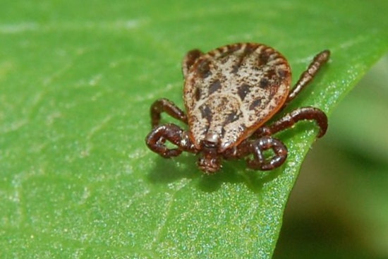 Ticks Gone Wild: Babesiosis Explodes In Massachusetts As Powassan Creeps In