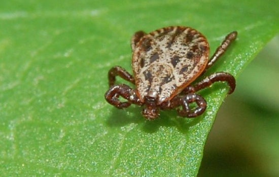 Ticks Gone Wild: Babesiosis Explodes In Massachusetts As Powassan Creeps In