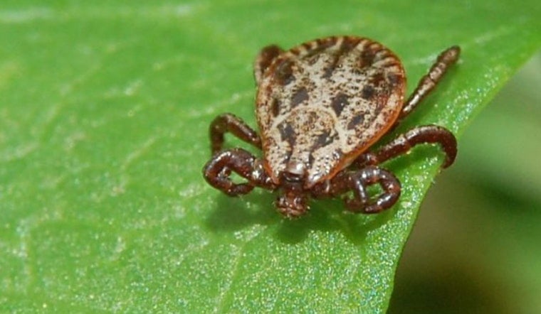 Ticks Gone Wild: Babesiosis Explodes In Massachusetts As Powassan Creeps In