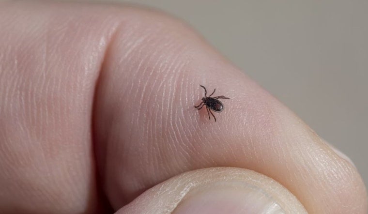 Ticks Take Hold As Early Lyme Surge Puts Marietta On Edge