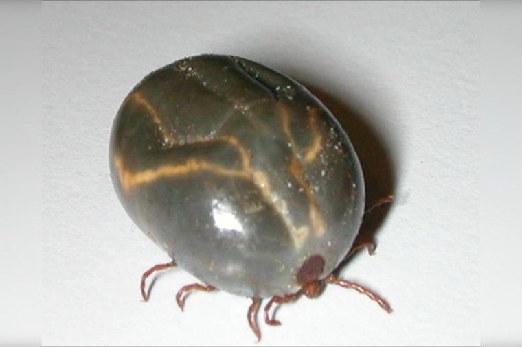 Ticks Take Over Tennessee Pastures As UT Puts Farmers On High Alert