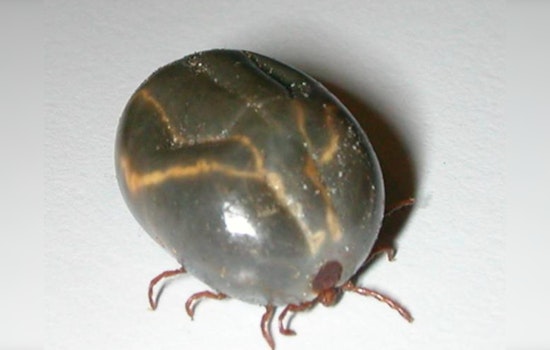 Ticks Take Over Tennessee Pastures As UT Puts Farmers On High Alert