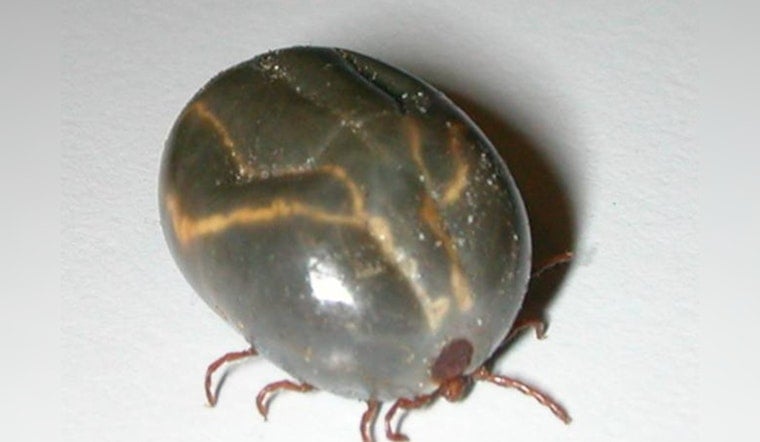 Ticks Take Over Tennessee Pastures As UT Puts Farmers On High Alert