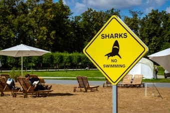 Tiger Shark Sighting Puts Ke Iki Beach On Alert