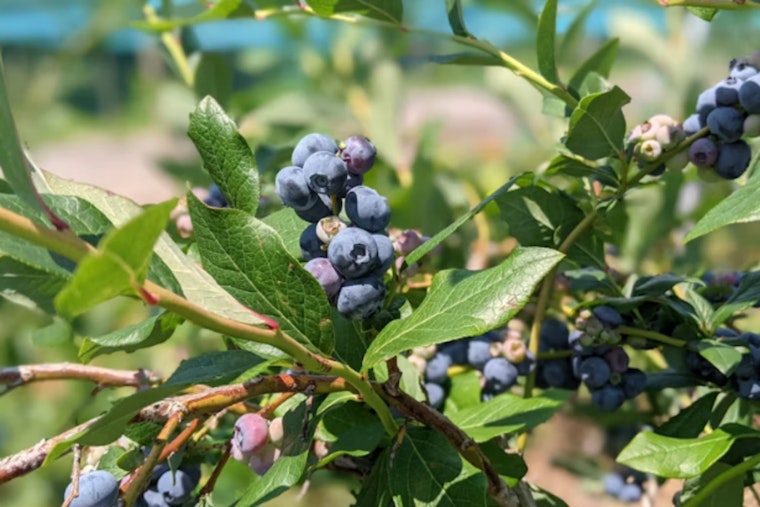 Tile-Horned Prionus Threatens North Carolina Blueberries