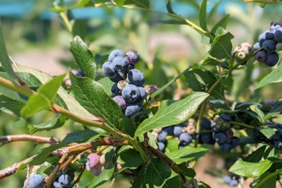 Tile-Horned Prionus Threatens North Carolina Blueberries