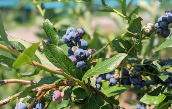 Tile-Horned Prionus Threatens North Carolina Blueberries