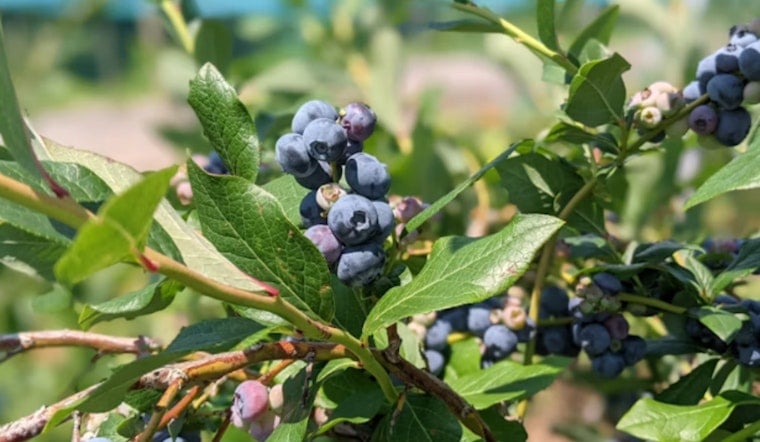 Tile-Horned Prionus Threatens North Carolina Blueberries