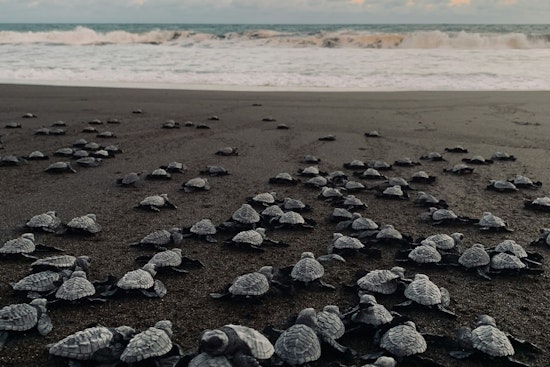Tiny Tampa Chicks In Tire Tracks As Beach ATVs Roar Through