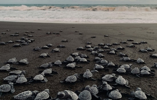 Tiny Tampa Chicks In Tire Tracks As Beach ATVs Roar Through