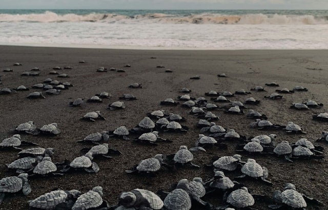 Tiny Tampa Chicks In Tire Tracks As Beach ATVs Roar Through