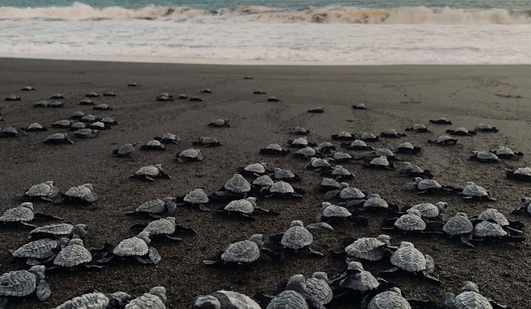 Tiny Tampa Chicks In Tire Tracks As Beach ATVs Roar Through
