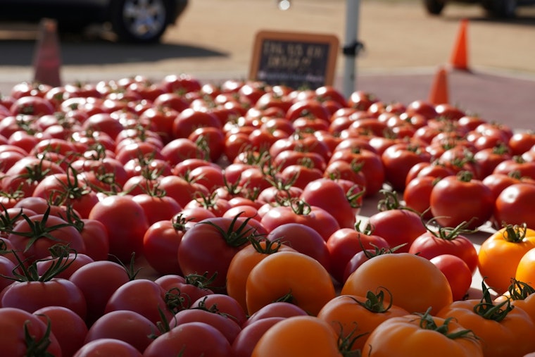 Tomato Art Fest Returns To Five Points This August