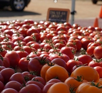 Tomato Art Fest Returns To Five Points This August