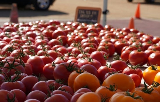 Tomato Art Fest Returns To Five Points This August
