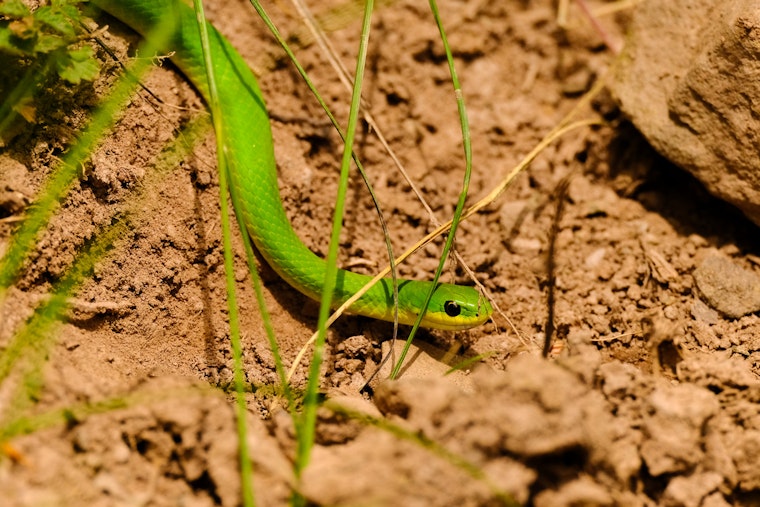 Toxic Soil And Sneaky Fungus Put Chicago’s Little Greensnake On The Ropes