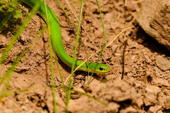 Toxic Soil And Sneaky Fungus Put Chicago’s Little Greensnake On The Ropes