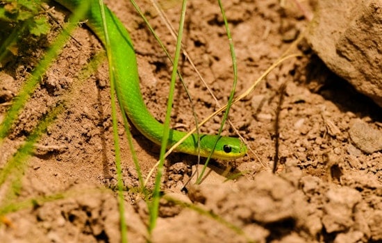 Toxic Soil And Sneaky Fungus Put Chicago’s Little Greensnake On The Ropes