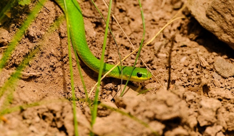 Toxic Soil And Sneaky Fungus Put Chicago’s Little Greensnake On The Ropes