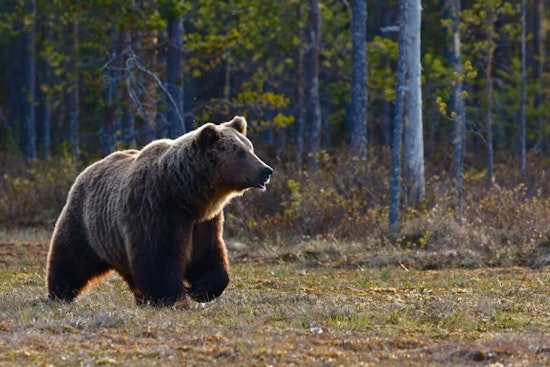 Trash-Raiding Bear Casually Strolls Into Colorado Springs Garage