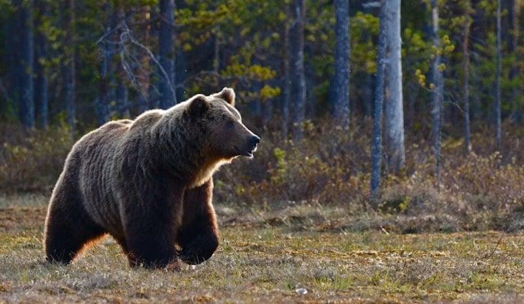 Trash-Raiding Bear Casually Strolls Into Colorado Springs Garage