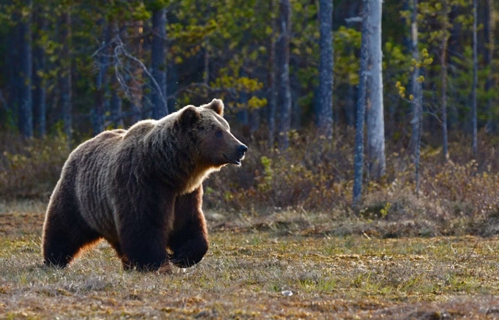 Trash-Raiding Bear Casually Strolls Into Colorado Springs Garage