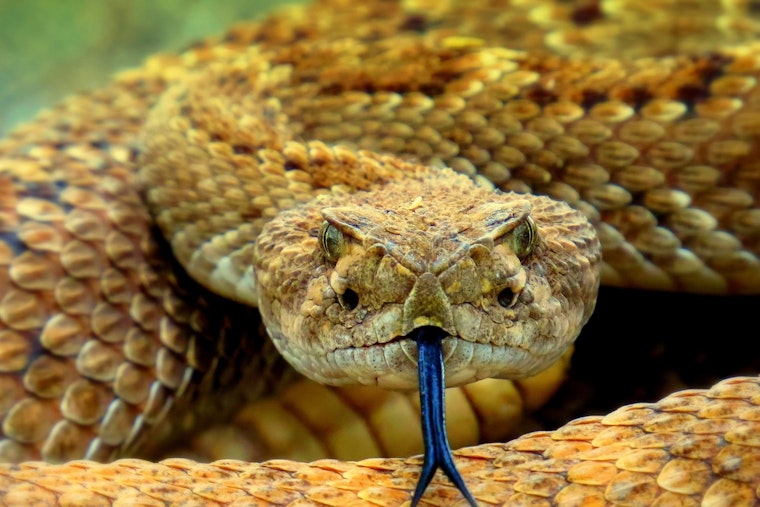 Trash Run Turns Nightmare For Youngsville Woman Hit With $900K Snake Bite Tab