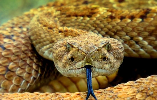 Trash Run Turns Nightmare For Youngsville Woman Hit With $900K Snake Bite Tab