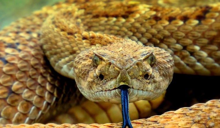 Trash Run Turns Nightmare For Youngsville Woman Hit With $900K Snake Bite Tab