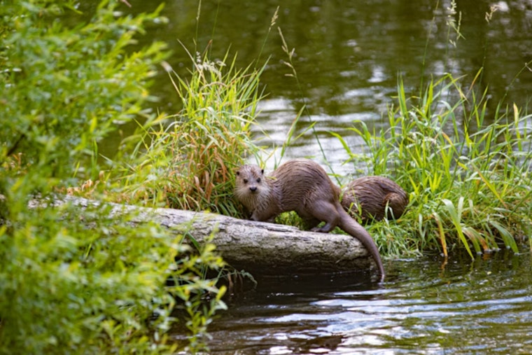 Troopers Hunt Otter Shooter at Quiet Lincoln County Pond