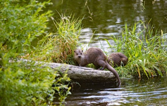 Troopers Hunt Otter Shooter at Quiet Lincoln County Pond
