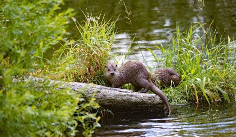 Troopers Hunt Otter Shooter at Quiet Lincoln County Pond