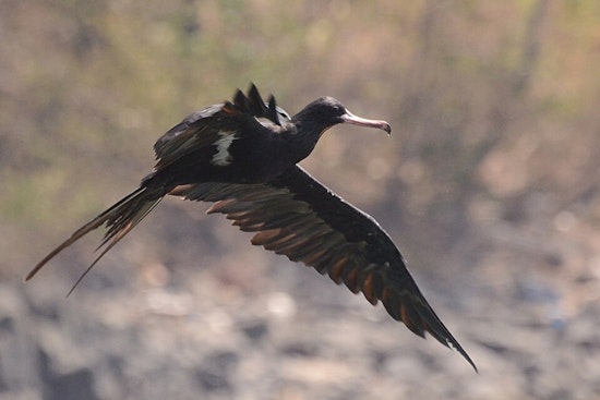 Tropical Seabird Stuns Sippo Lake, Sends Canton Birders Flocking