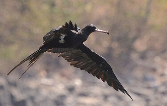 Tropical Seabird Stuns Sippo Lake, Sends Canton Birders Flocking