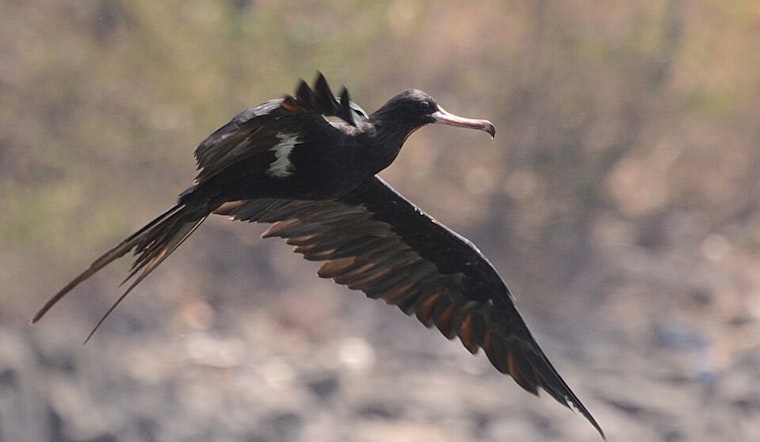 Tropical Seabird Stuns Sippo Lake, Sends Canton Birders Flocking
