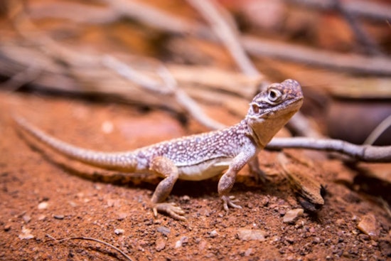 Trump Team Pushes To Strip Permian Basin Lizard Protections In Oil Patch Showdown