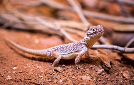 Trump Team Pushes To Strip Permian Basin Lizard Protections In Oil Patch Showdown