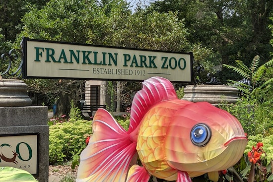 Tuxedo Takeover At Franklin Park Zoo As African Penguins Hit Jamaica Plain